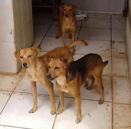 Cachorro ra a SRD idade 2 anos nome Sem nome