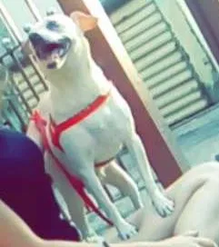 Cachorro ra a Não sei, acho que vira lata com um pouquinho de pinther  idade 4 anos nome Iara