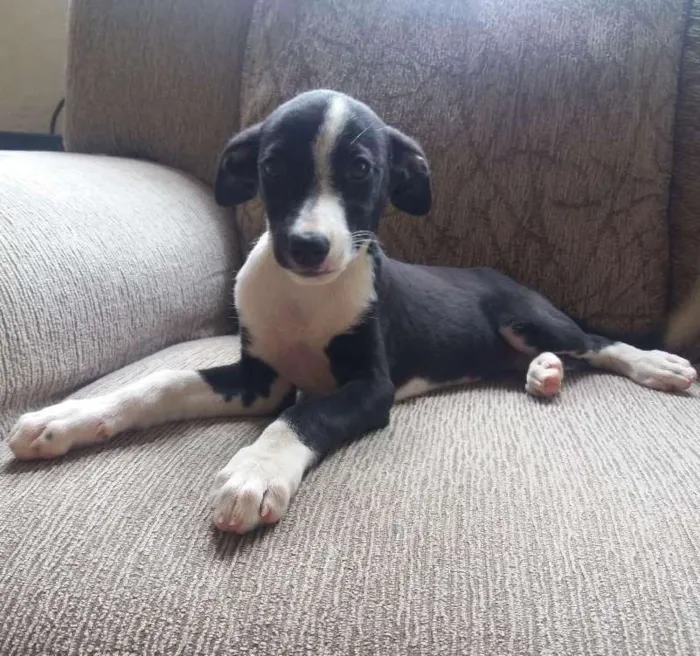 Cachorro ra a Vira lata idade 2 a 6 meses nome SEM NOME