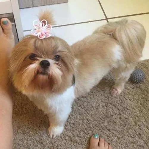 Cachorro ra a Shitsu  idade 1 ano nome Sophie 