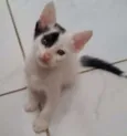 Gatinhos