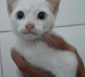 Gato raça SRD idade 2 a 6 meses nome SUSHI