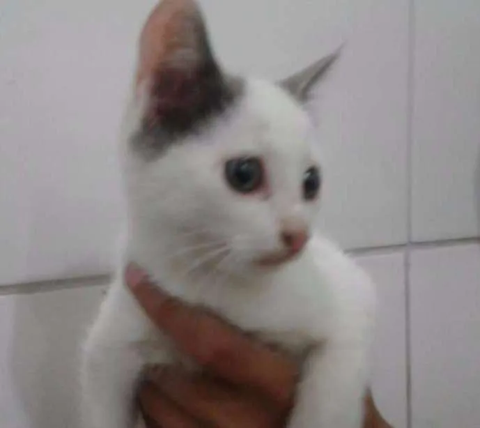 Gato ra a SRD idade Abaixo de 2 meses nome MIMI