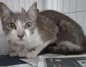 Gato raça SRD idade 1 ano nome MIA