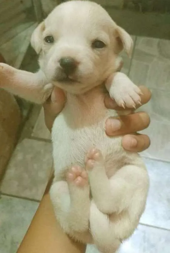 Cachorro ra a vira lata idade 2 a 6 meses nome  filhotes