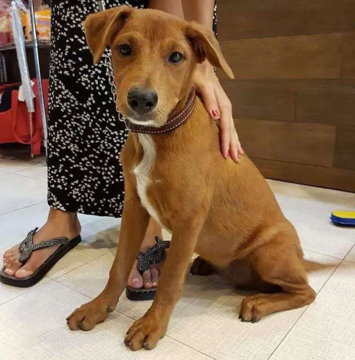 Cachorro ra a Golgen retriever misturado idade 2 a 6 meses nome Não possui ainda
