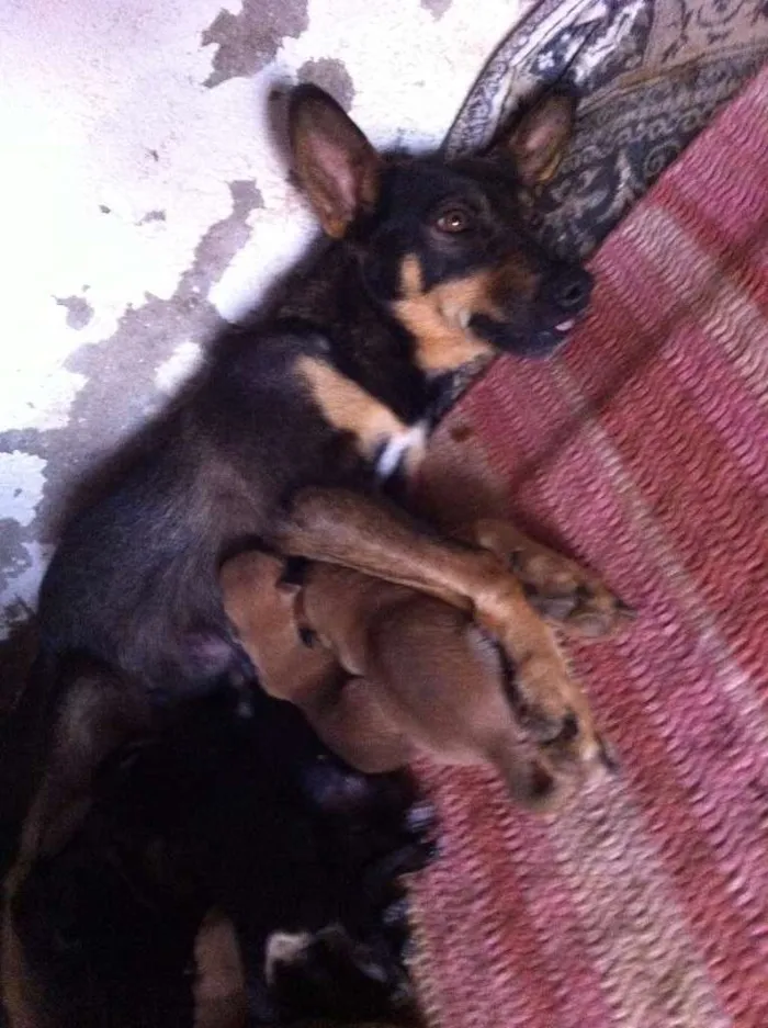 Cachorro raça srd idade 2 anos nome Chiquita
