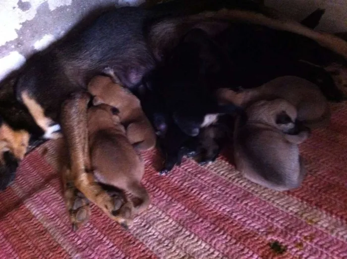 Cachorro raça srd idade 2 anos nome Chiquita
