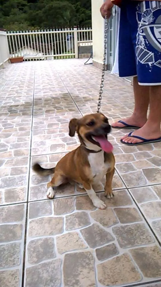 Cachorro ra a vira Lata idade 6 ou mais anos nome Nino