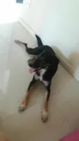 Pretinha