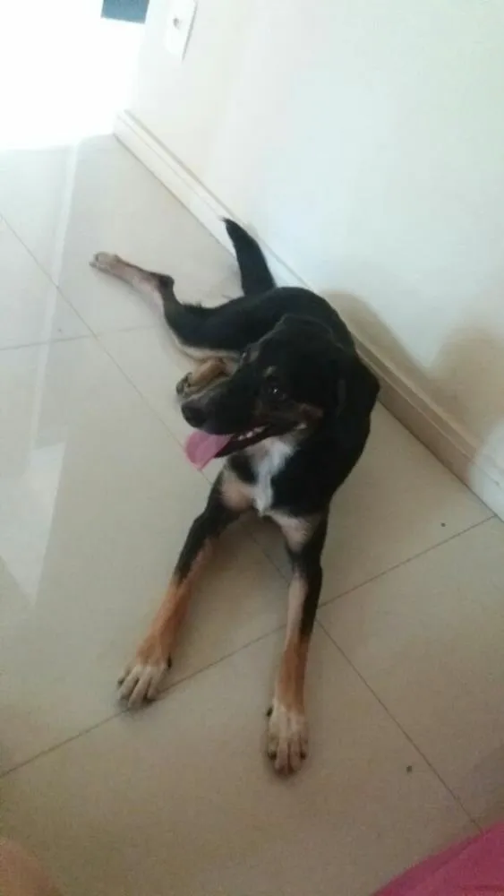 Cachorro ra a Srd idade 2 a 6 meses nome Pretinha