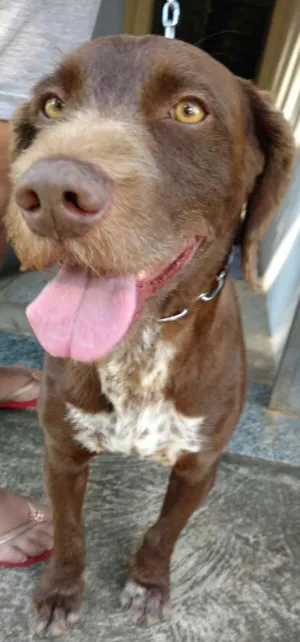 Cachorro raça  idade  nome Hugui
