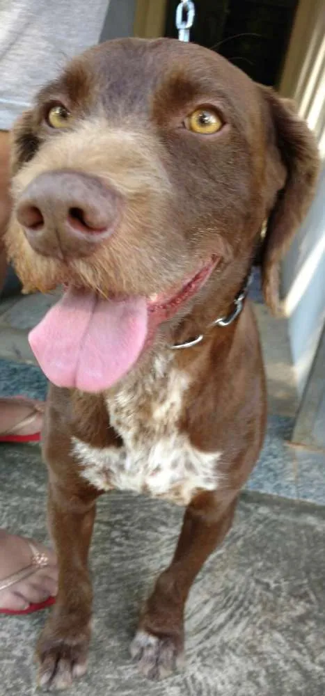 Cachorro ra a  idade  nome Hugui