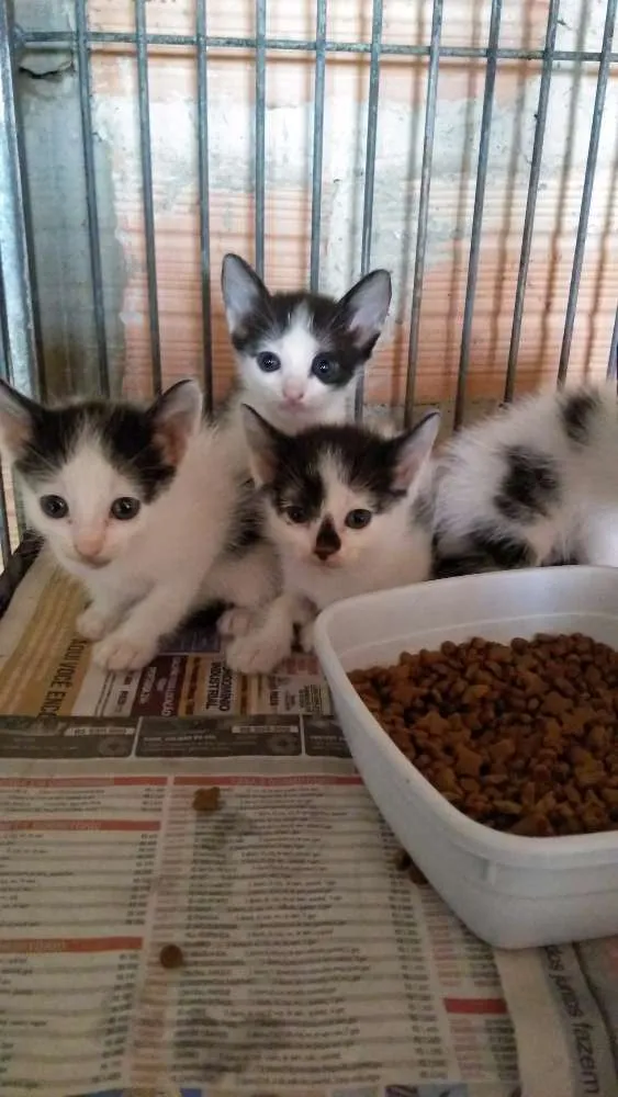 Gato ra a SRD  idade Abaixo de 2 meses nome Filhotes frajolas