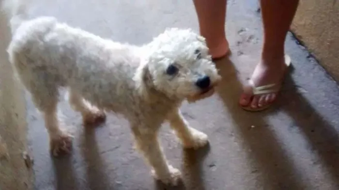 Cachorro ra a Poodle idade 2 anos nome Fifi