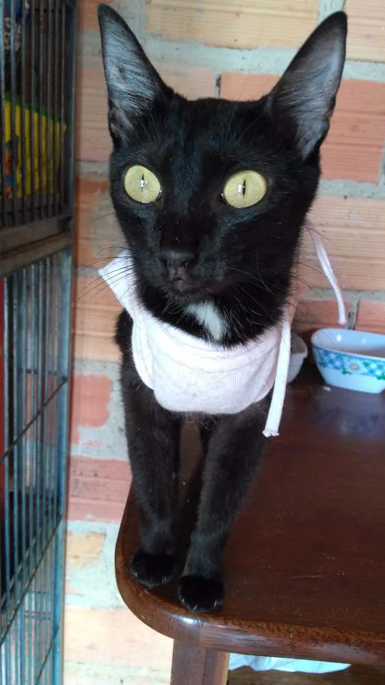 Gato ra a SRD  idade 4 anos nome Cindy