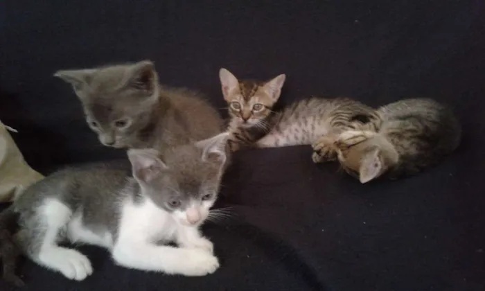 Gato ra a  idade Abaixo de 2 meses nome "Sem nome"