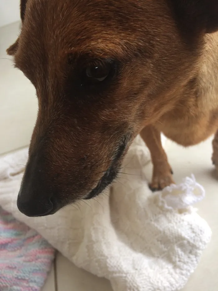 Cachorro ra a Vira-lata  idade 6 ou mais anos nome Link