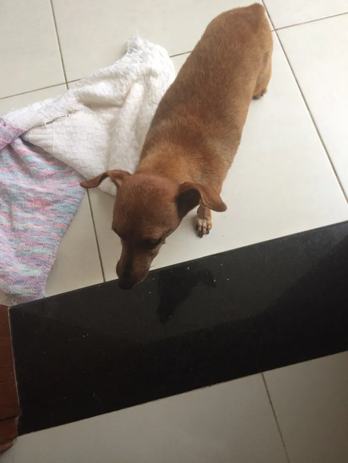 Cachorro ra a Vira-lata  idade 6 ou mais anos nome Link