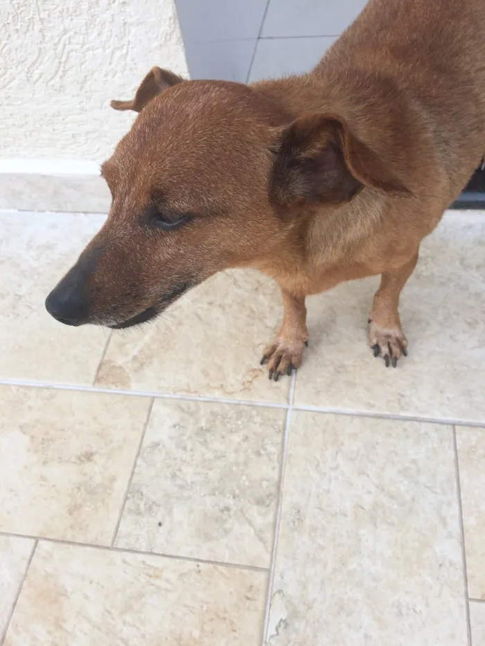 Cachorro ra a Vira-lata  idade 6 ou mais anos nome Link