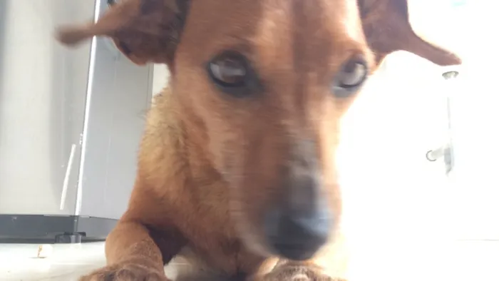 Cachorro ra a Vira-lata  idade 6 ou mais anos nome Link