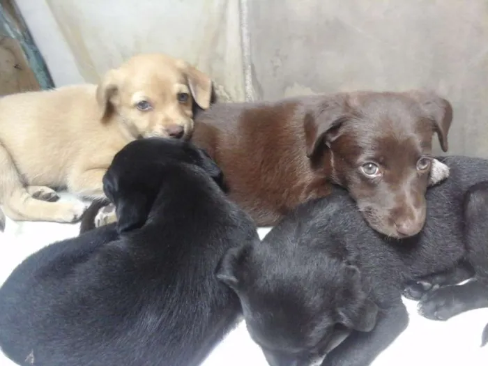 Cachorro ra a virá lata idade Abaixo de 2 meses nome Sem nome 
