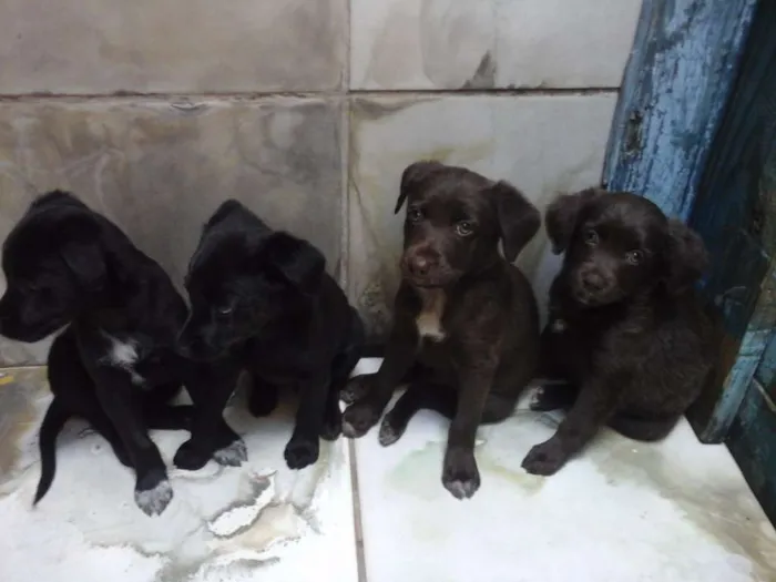 Cachorro ra a virá lata idade Abaixo de 2 meses nome Sem nome 