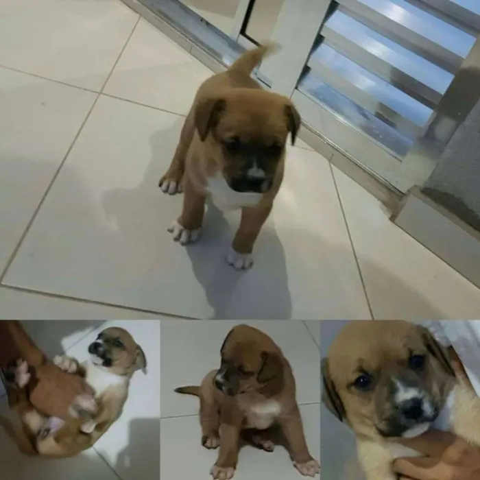 Cachorro ra a Vira Lata idade Abaixo de 2 meses nome Sem nome