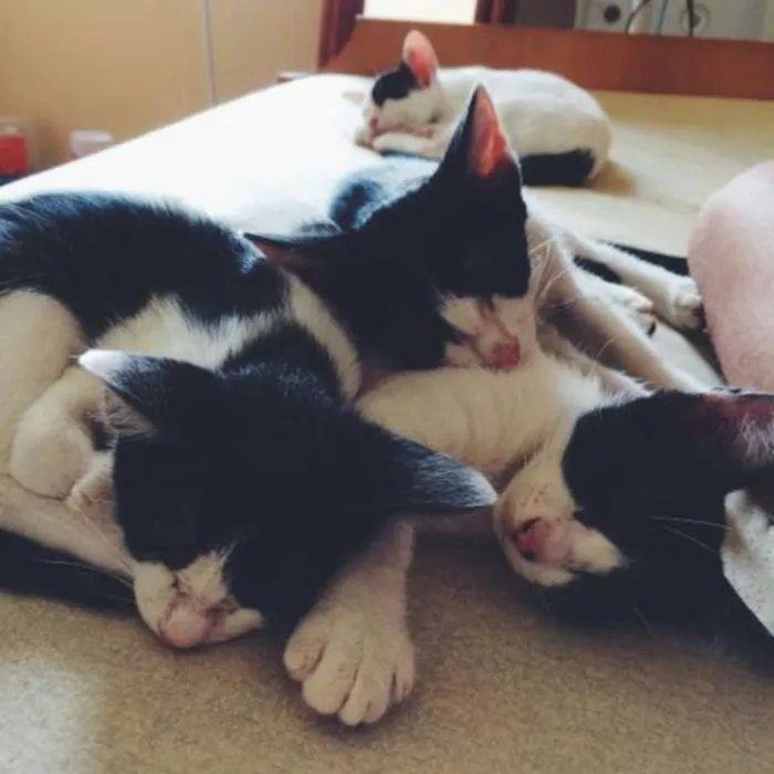 Gato ra a SRD idade Abaixo de 2 meses nome 4 gatinhos