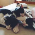 4 gatinhos