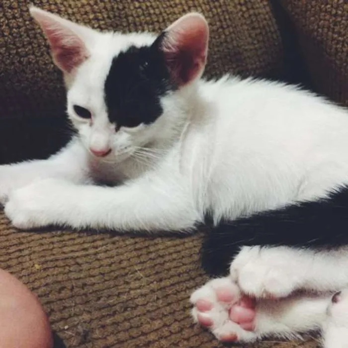 Gato ra a SRD idade Abaixo de 2 meses nome 4 gatinhos