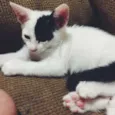 4 gatinhos
