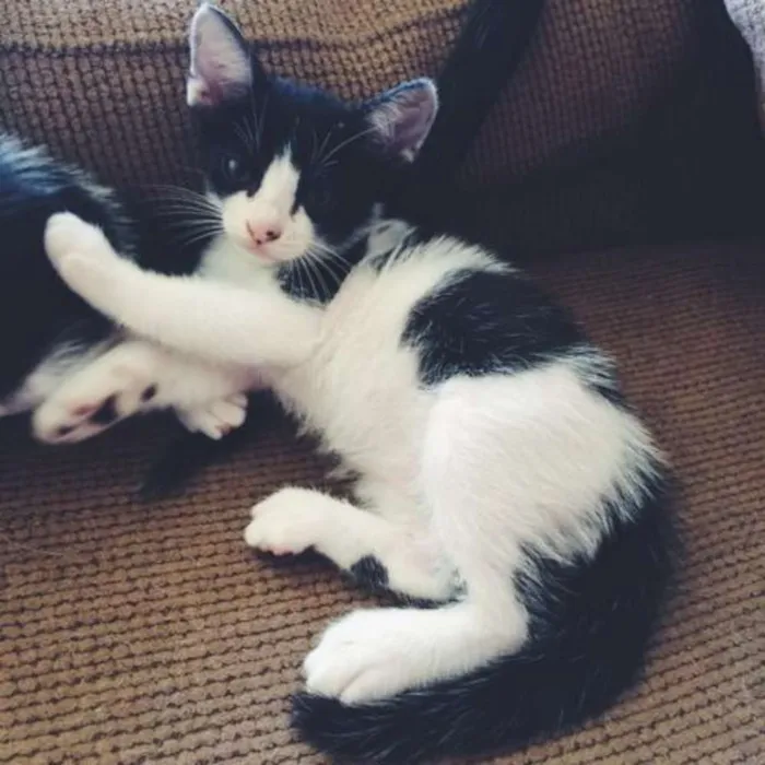 Gato ra a SRD idade Abaixo de 2 meses nome 4 gatinhos