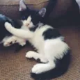 4 gatinhos