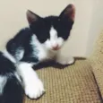 4 gatinhos