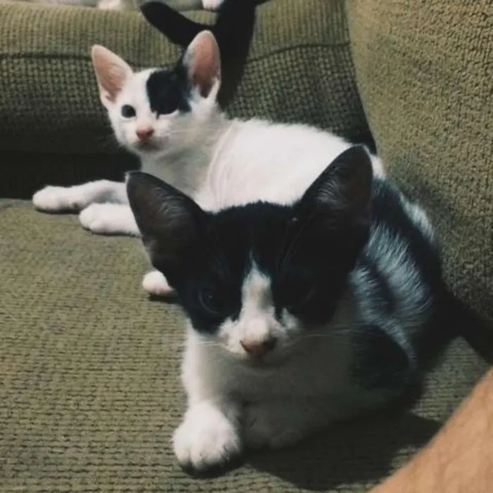 Gato ra a SRD idade Abaixo de 2 meses nome 4 gatinhos