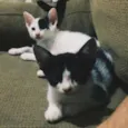 4 gatinhos