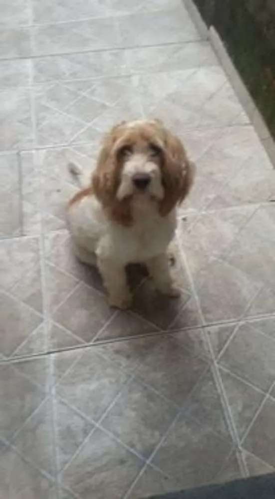 Cachorro ra a Cocker/poodle idade 6 ou mais anos nome Bilu