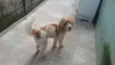 Bilu