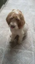 Bilu