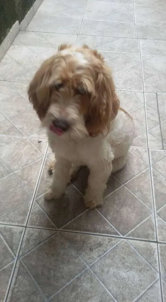 Cachorro ra a Cocker/poodle idade 6 ou mais anos nome Bilu