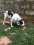 Shermam