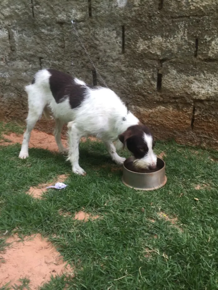 Cachorro ra a Srd idade 2 anos nome Shermam