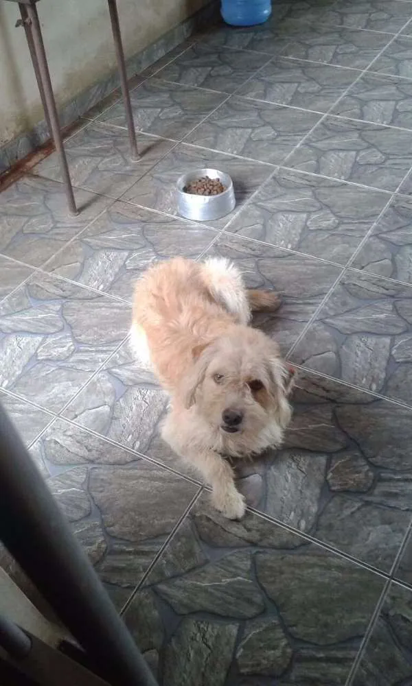Cachorro ra a Labrador idade 3 anos nome Speaky