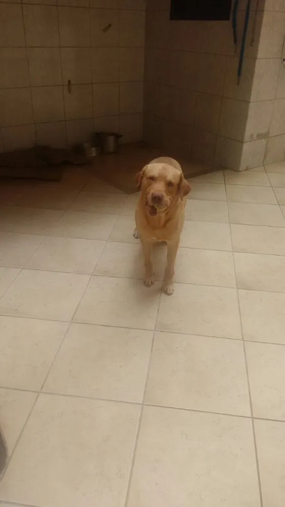 Cachorro ra a Labrador idade 4 anos nome Thor
