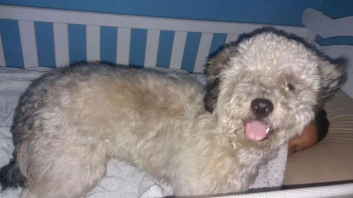 Cachorro ra a poodle+shit-zu idade 7 a 11 meses nome athos