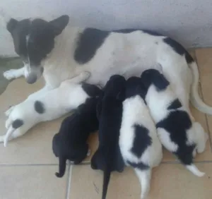 Cachorro raça Vira lata idade 2 a 6 meses nome Eles não tem nome