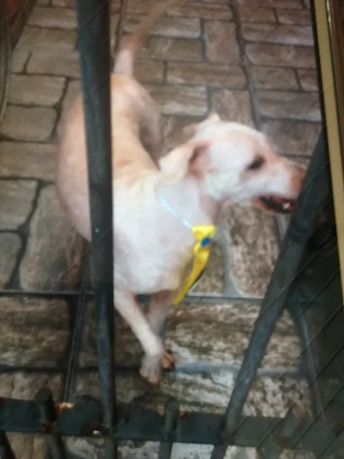 Cachorro ra a De rua idade 4 anos nome Sem nome