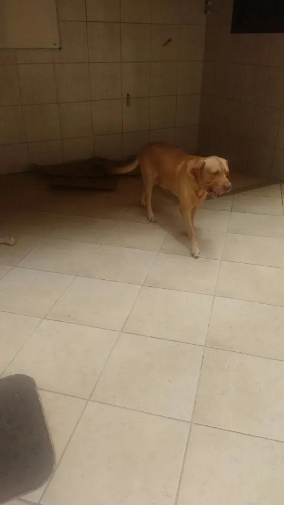 Cachorro ra a Labrador idade 4 anos nome Thor
