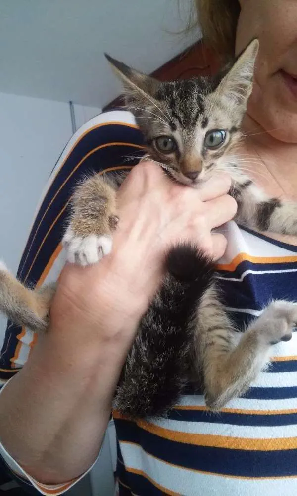 Gato raça Sem raça definida idade 2 a 6 meses nome sem nome